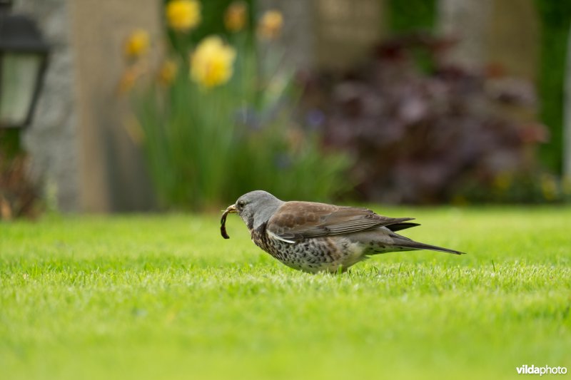 Kramsvogel