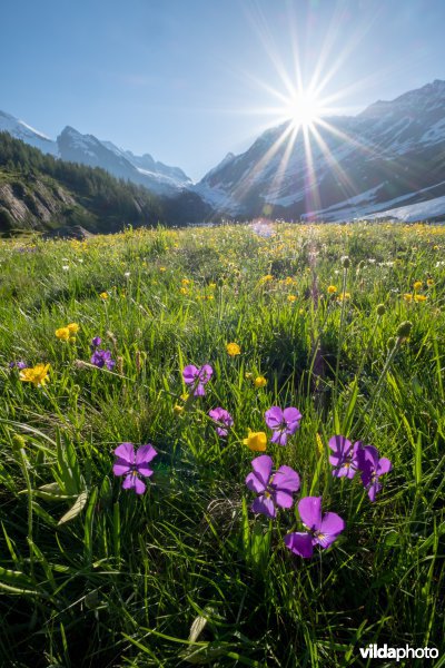 Alpengrasland bij zonsopgang