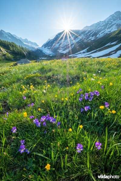 Alpengrasland bij zonsopgang