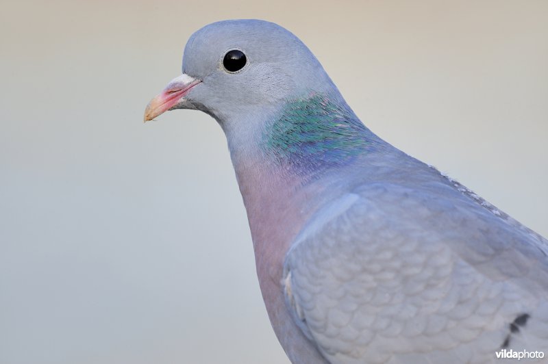 Holenduif