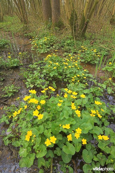 Dotterbloemen in elzenbroekbos