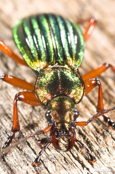Goudglanzende loopkever