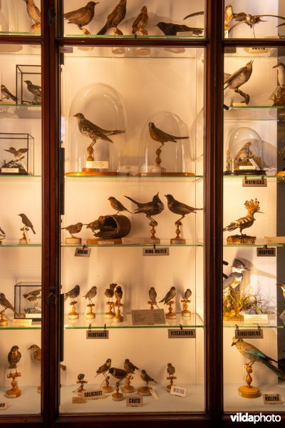 Opgezette vogels in een museum