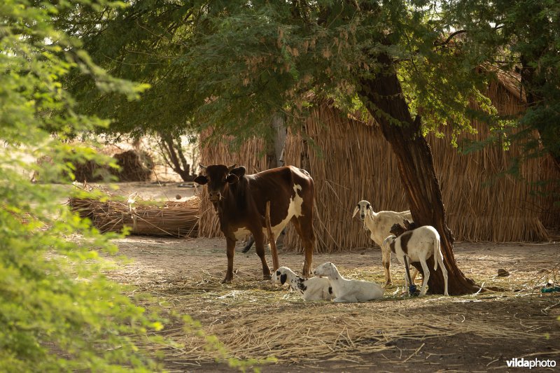 Vee in een dorp in Senegal