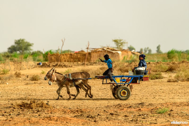 Kinderen op een ezelkar, Senegal