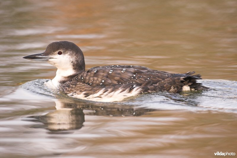 Ijsduiker in winterkleed