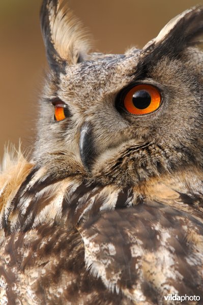 Portret van een Oehoe