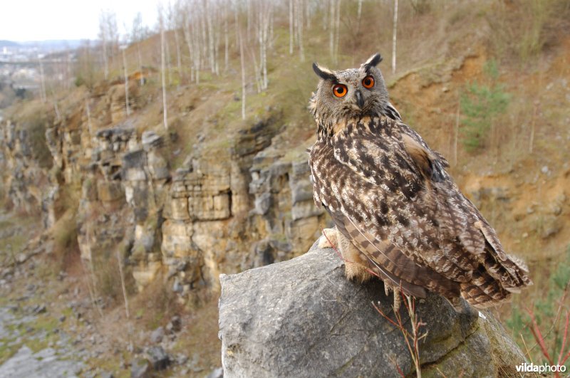 Oehoe in een steengroeve
