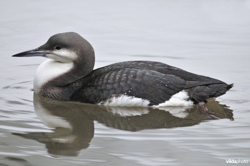 Parelduiker in winterkleed
