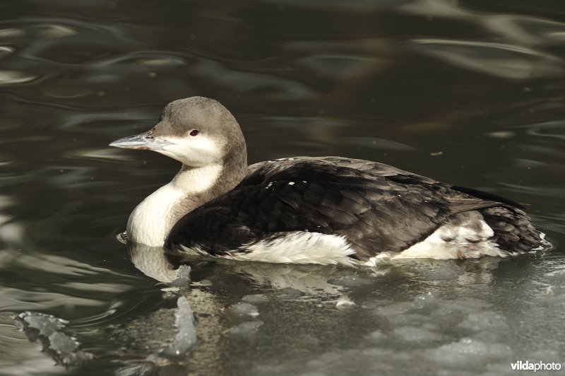 Parelduiker in winterkleed