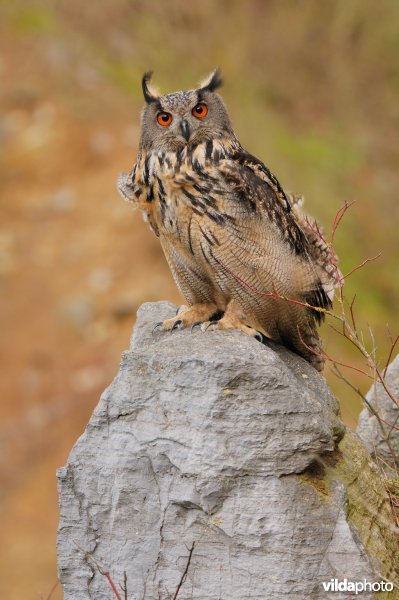 Oehoe in een steengroeve