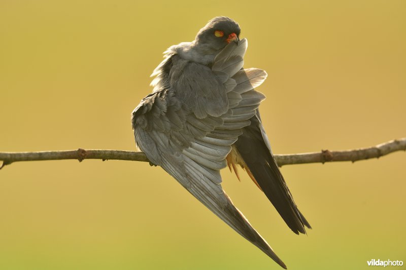 Roodpootvalk