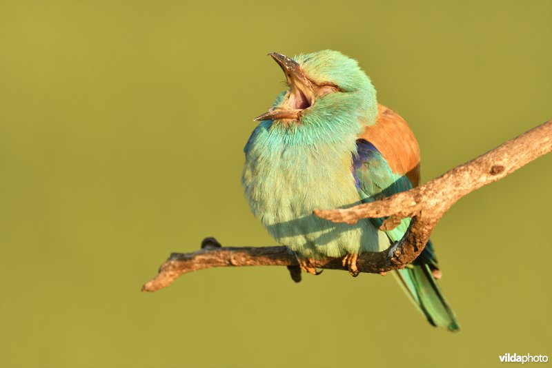 Geeuwende Scharrelaar