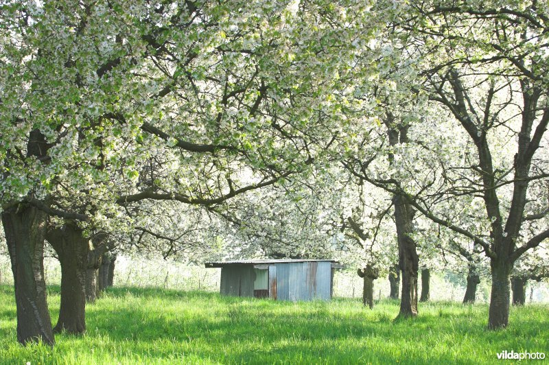 Boomgaarden in Grootloon