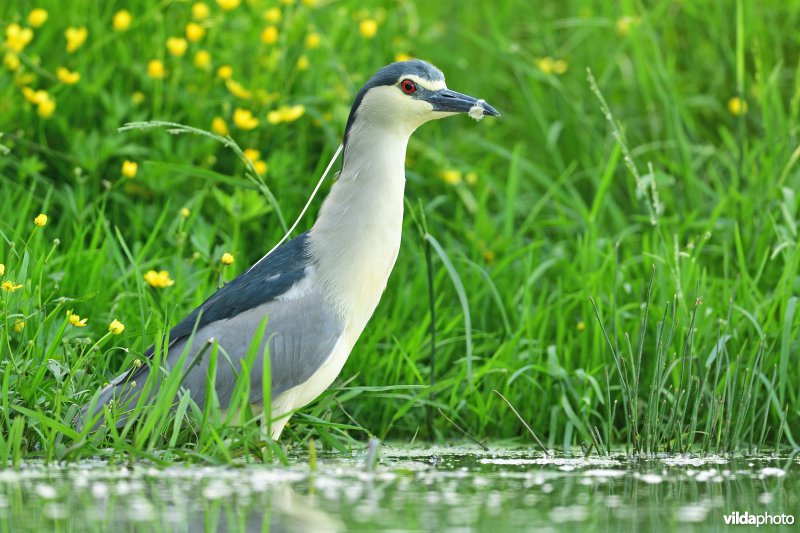 Kwak
