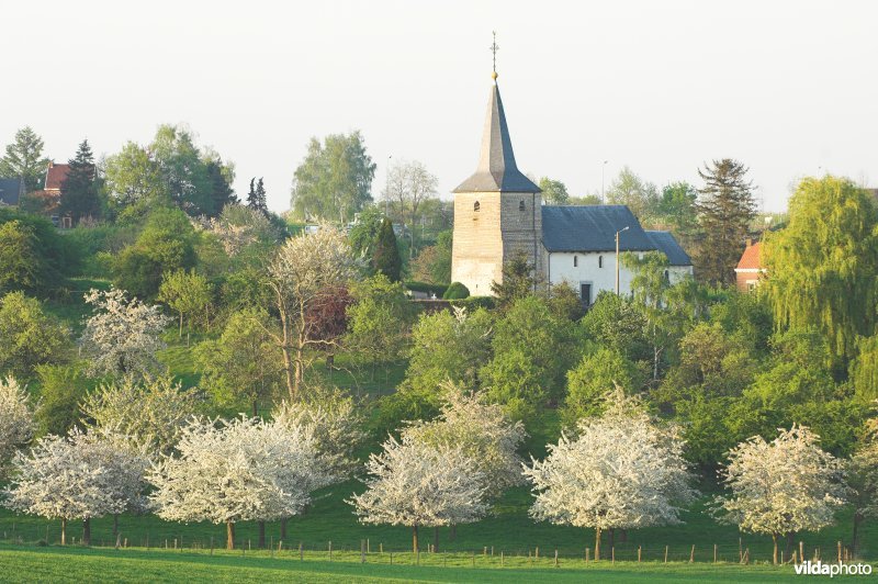 Grootloon met bloeiende fruitbomen