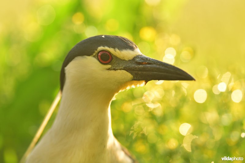 Kwak