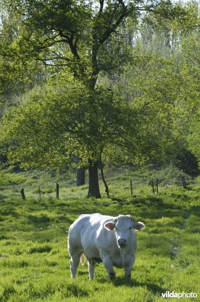 Koe in Vrijhernse boomgaard