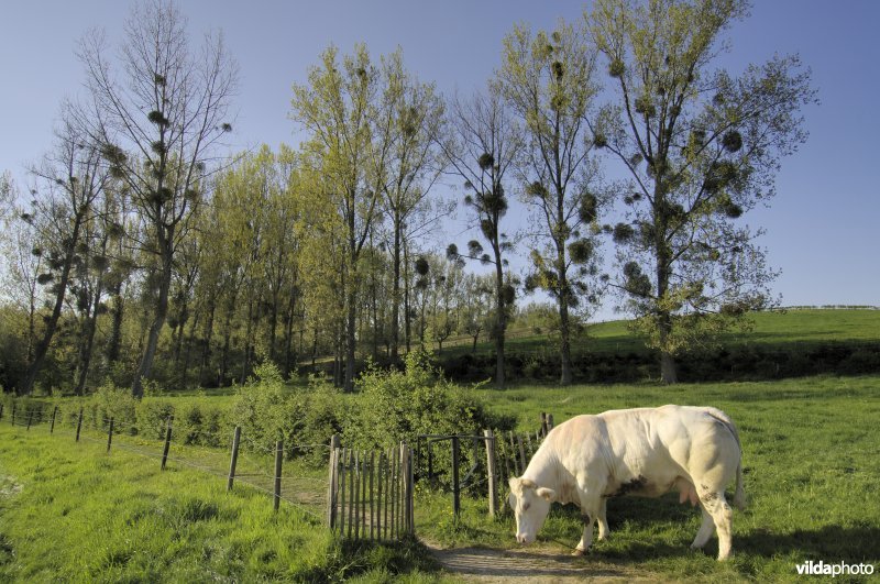 Koe in Vrijhernse boomgaard
