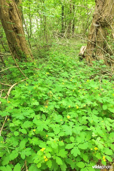 Stinkende gouwe op de Terril Panséry