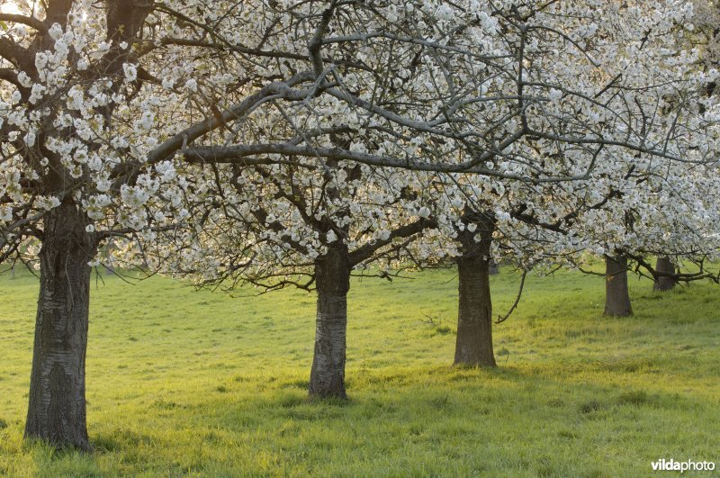 Boomgaard te Alden-Biezen