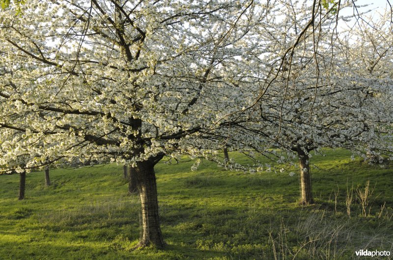 Boomgaard te Alden-Biezen