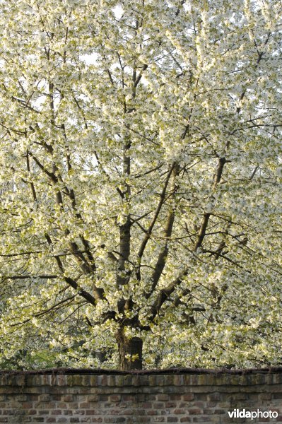 Boomgaard te Alden-Biezen