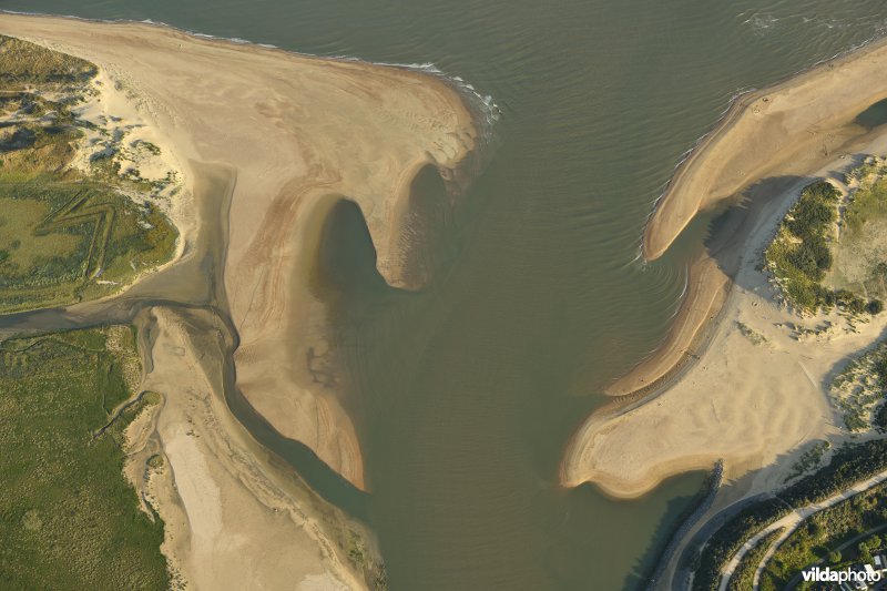 Zwingeul in de Zwinmonding