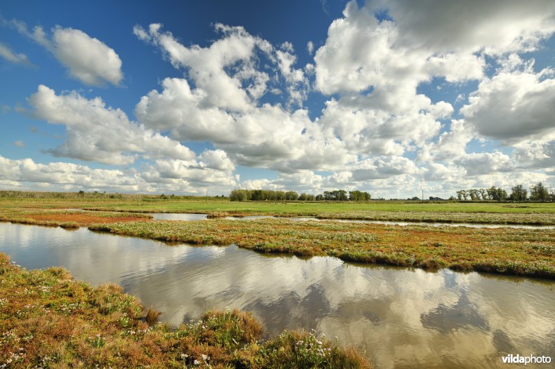 Dudzele polders