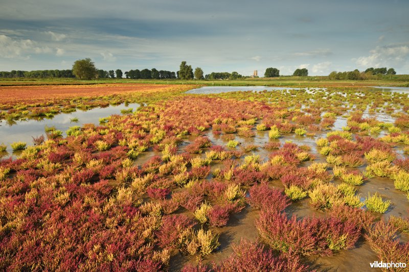 Dudzele polders