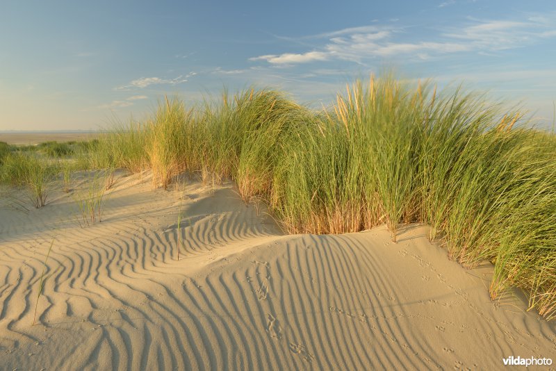 Helmgras en jonge duintjes