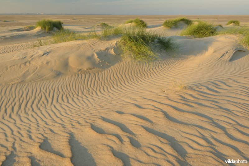 Jonge duinen in De Hors 