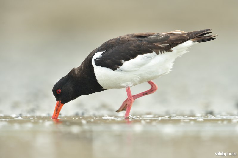 Scholekster op het wad