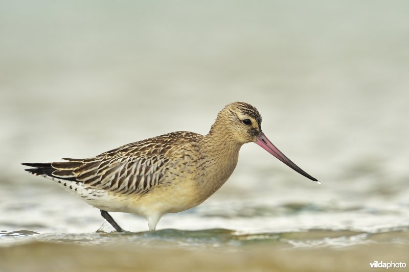 Rosse grutto op het wad