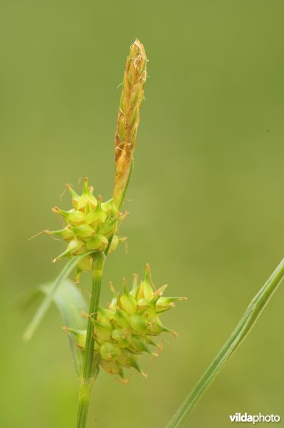 Geelgroene zegge