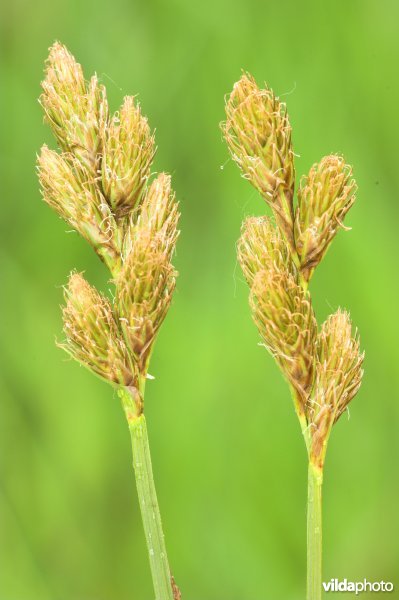 Hazenzegge