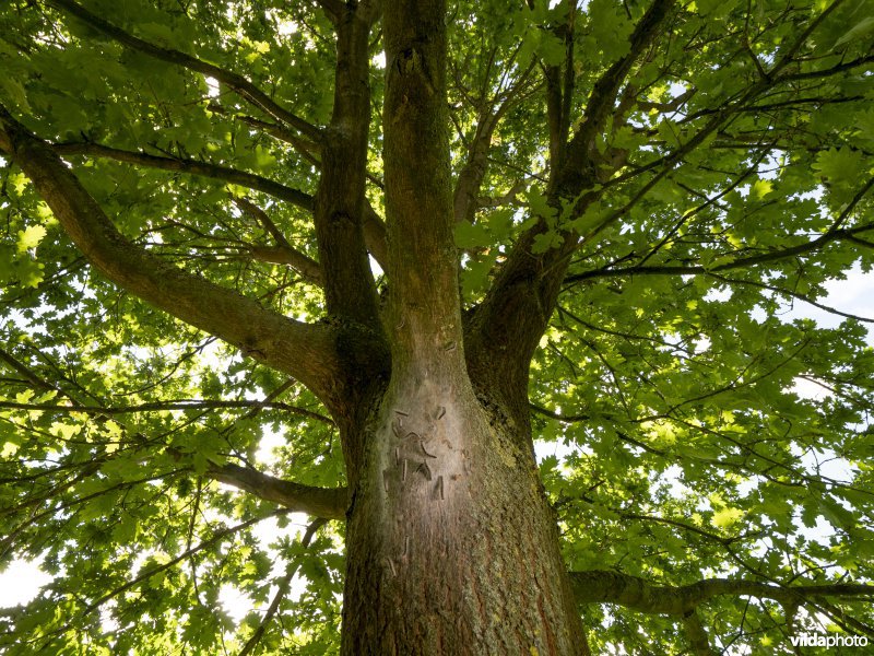 Nest van Eikenprocessierups