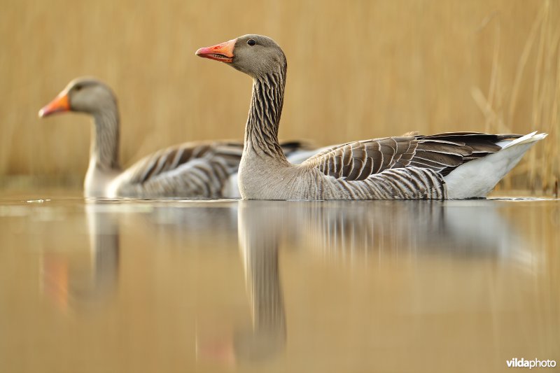 Koppeltje Grauwe gans