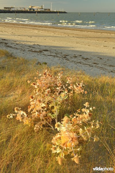 Natuurreservaat De Baai van Heist 