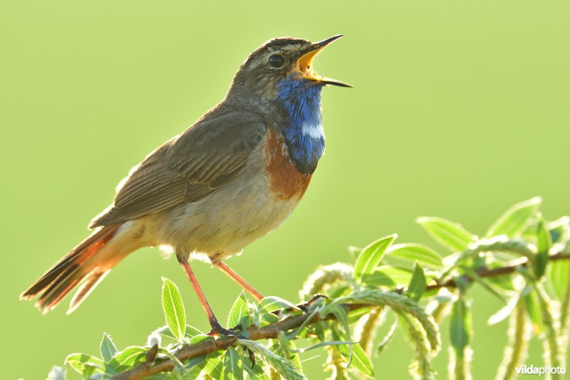 Blauwborst