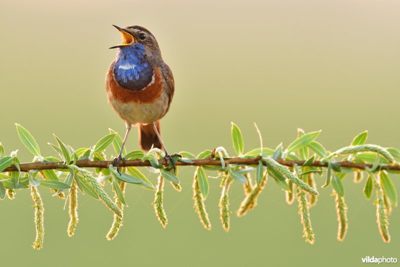 Blauwborst