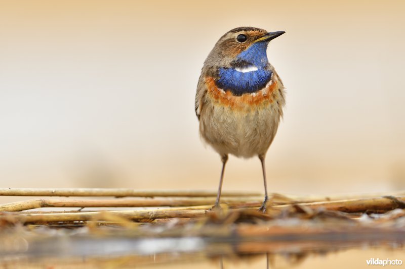 Blauwborst