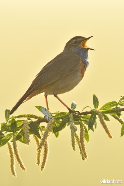 Blauwborst