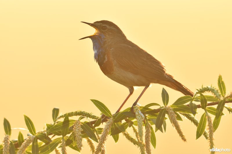 Blauwborst