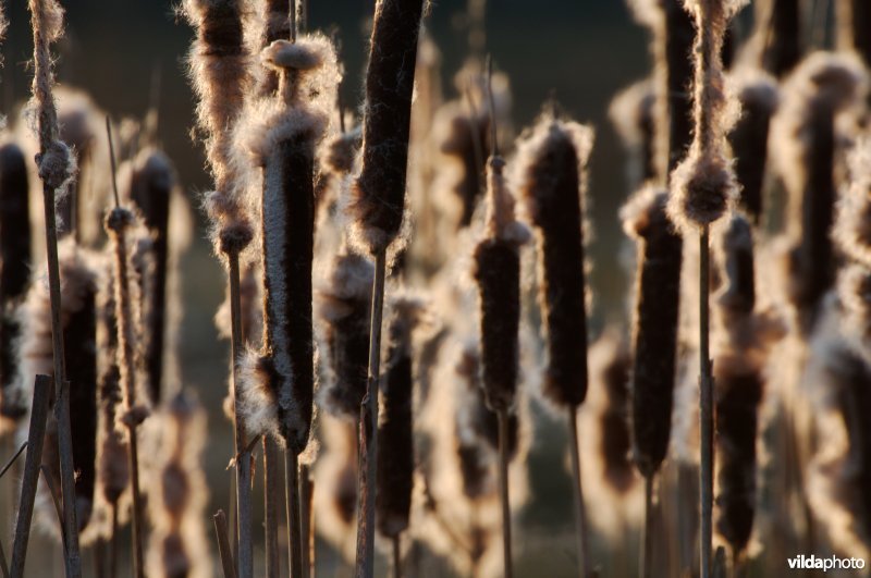 Uitpluizende lisdodde