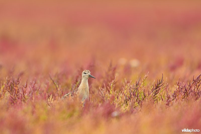 Kemphaan tussen herfstige Zeekraal