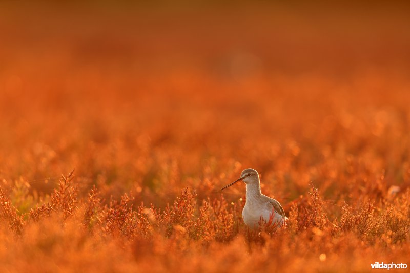 Zwarte ruiter tussen herfstige Zeekraal