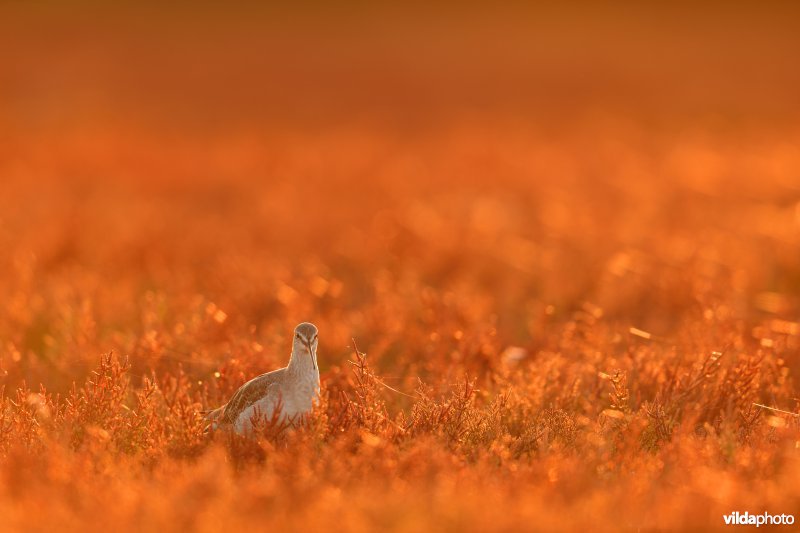 Zwarte ruiter tussen herfstige Zeekraal