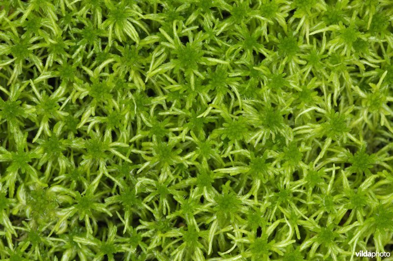 Veenmos in het Jongenbos