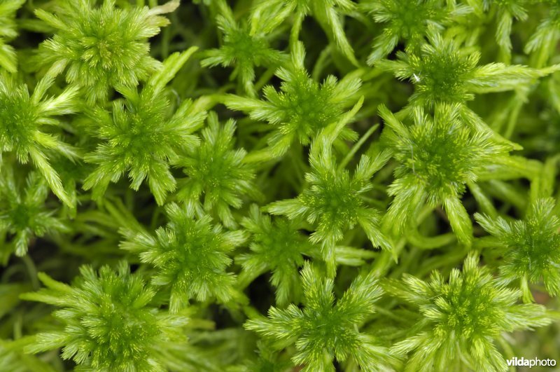 Veenmos in het Jongenbos